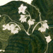 Hikari Saito Galleries